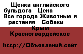 Щенки английского бульдога › Цена ­ 40 000 - Все города Животные и растения » Собаки   . Крым,Красногвардейское